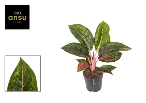 Aglaonema 'Camo Carmine'