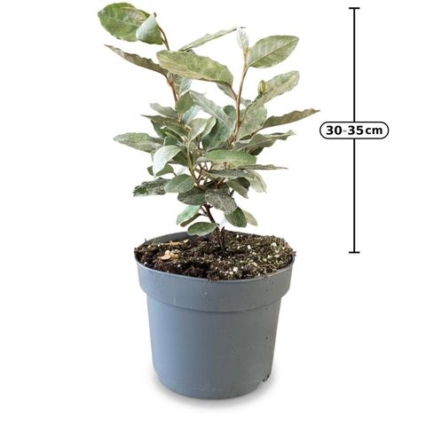 Elaeagnus x ebbingei 'Compacta'