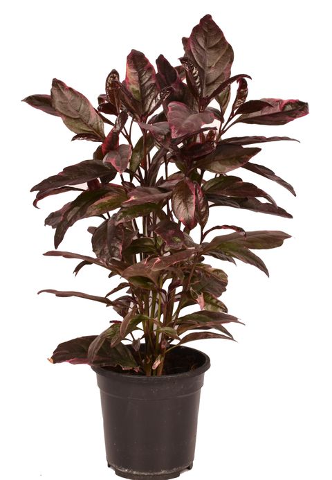 Pseuderanthemum carruthersii