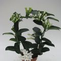 Stephanotis floribunda