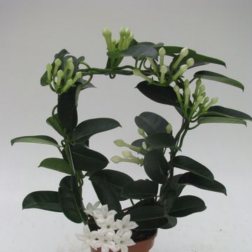 Stephanotis floribunda