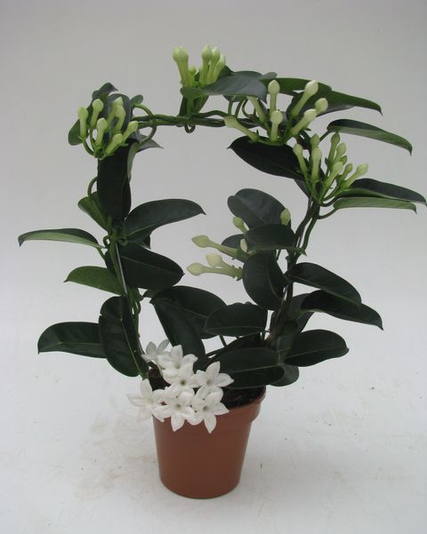Stephanotis floribunda