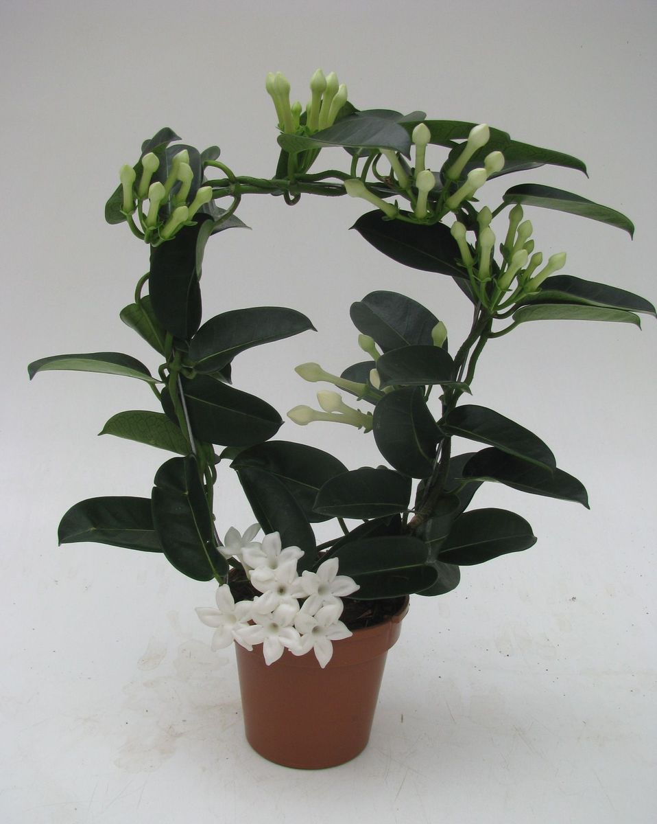 grnpflanze zimmerpflanze 3er Set Bergpalme - echte Pflanze