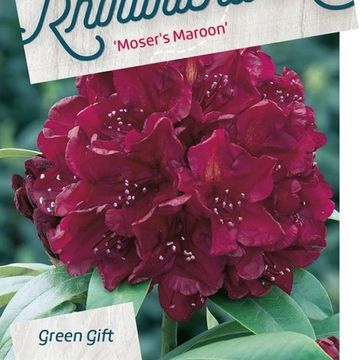 Rhododendron 'Moser's Maroon'