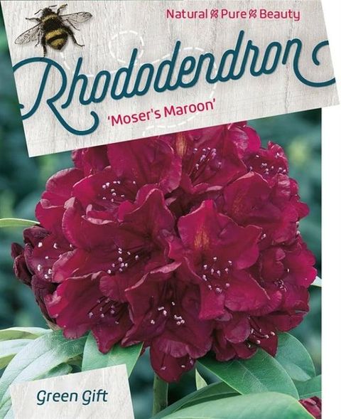 Rhododendron 'Moser's Maroon'