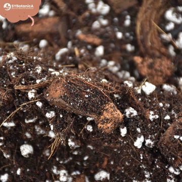 Substrates AROID MIX