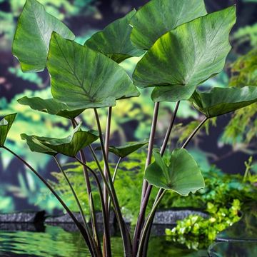 Colocasia esculenta 'Tea Cup'