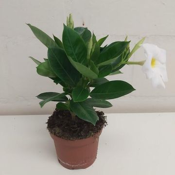 Mandevilla RIO WHITE
