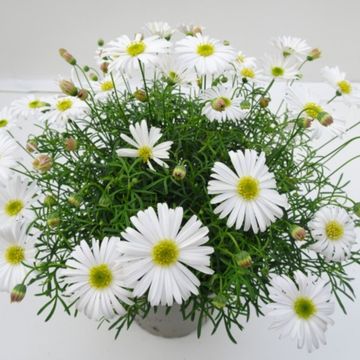 Brachyscome multifida