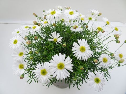 Brachyscome multifida