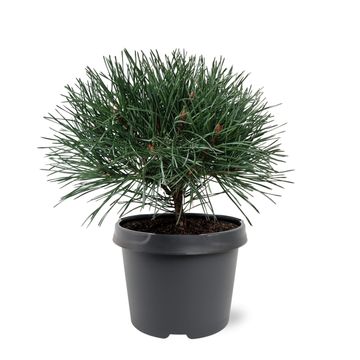 Pinus sylvestris 'Martham'