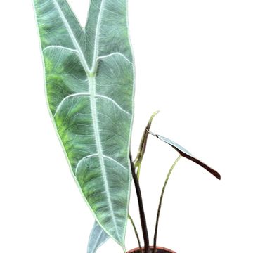 Alocasia longiloba SILVER