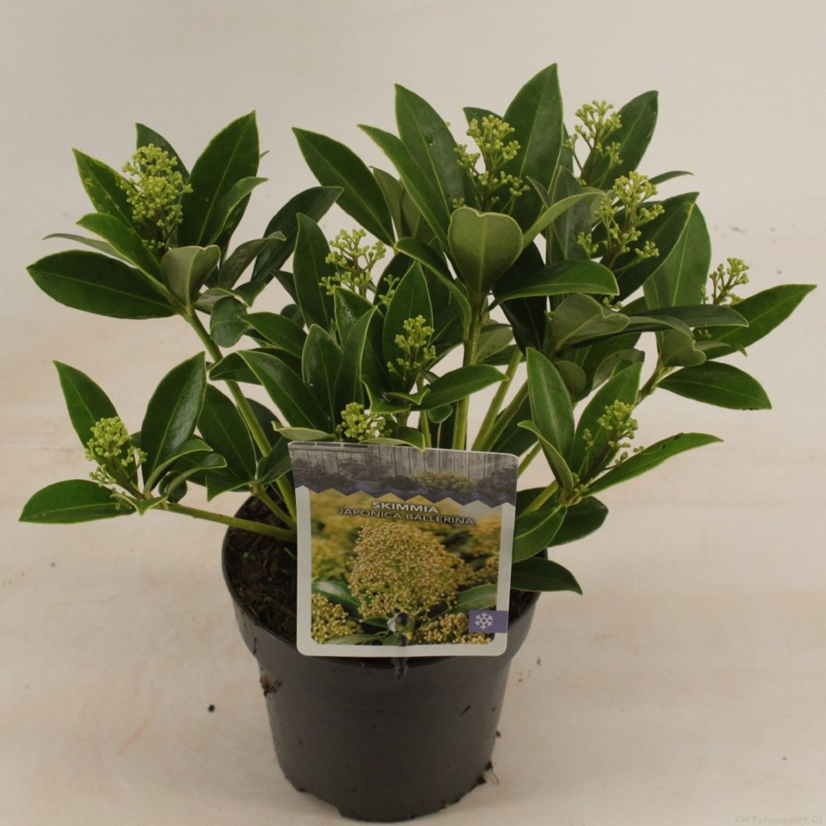 Skimmia Japonica Ballerina Plant Wholesale FlorAccess skimmia-japonica-ballerina-plant-wholesale-floraccess
