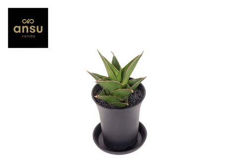 Sansevieria 'Comet Mini Amazon No. 1'  Plant Wholesale FlorAccess