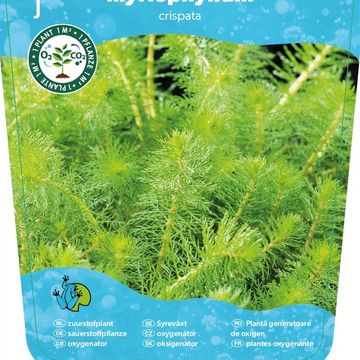 Myriophyllum crispatum