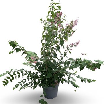 Syringa microphylla 'Superba'