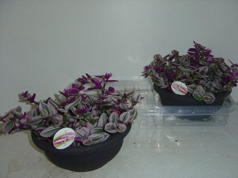 Tradescantia albiflora 'Nanouk'