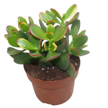 Crassula ovata 'Sunset'