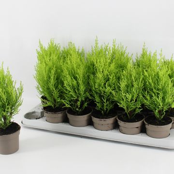 Cupressus macrocarpa 'Goldcrest Wilma'