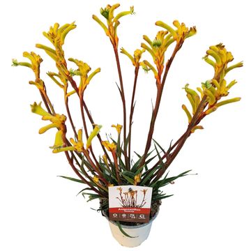 Anigozanthos 'Orange Tenacity'