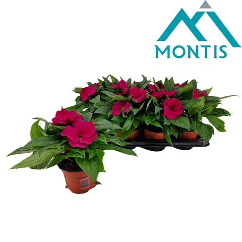 Impatiens COLORPOWER PURPLE BLUE