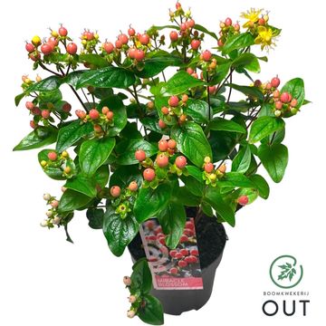 Hypericum MIRACLE BLOSSOM