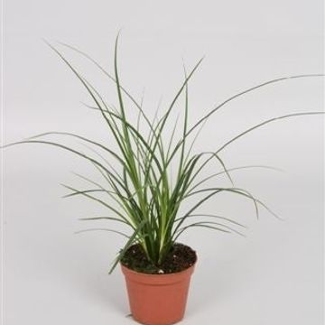 Carex brunnea
