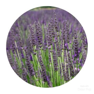 Lavandula x intermedia 'Grosso'
