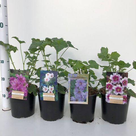 Lavatera MIX