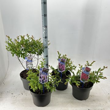 Lagerstroemia indica WITH LOVE MIX