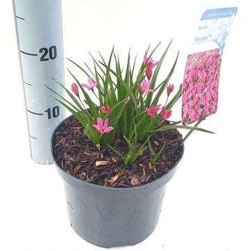 x Rhodoxis ФЕЙРИ ТЕЙЛ