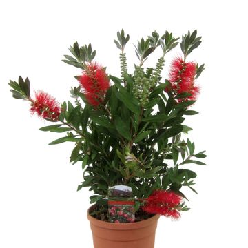 Callistemon citrinus 'Splendens'