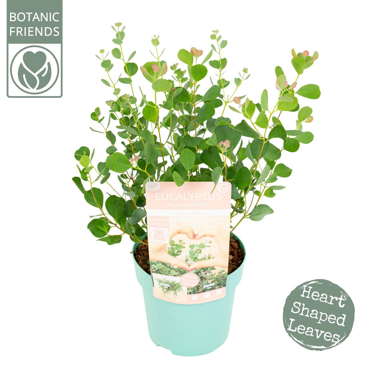 Eucalyptus websteriana 'Botanic Hearts' — Plant Wholesale FlorAccess