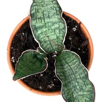 Sansevieria kirkii 'Silver Blue'