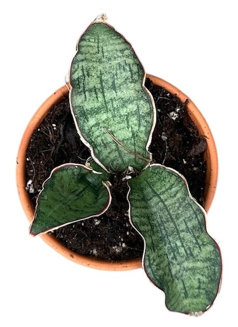 Sansevieria kirkii 'Silver Blue'