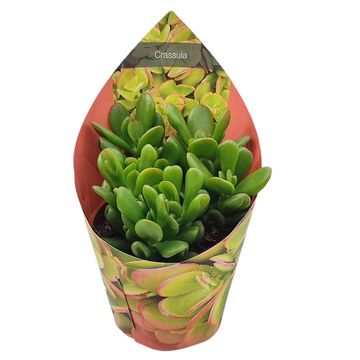 Crassula portulacea