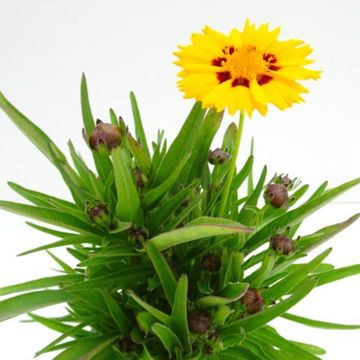 Coreopsis grandiflora 'Sunfire'