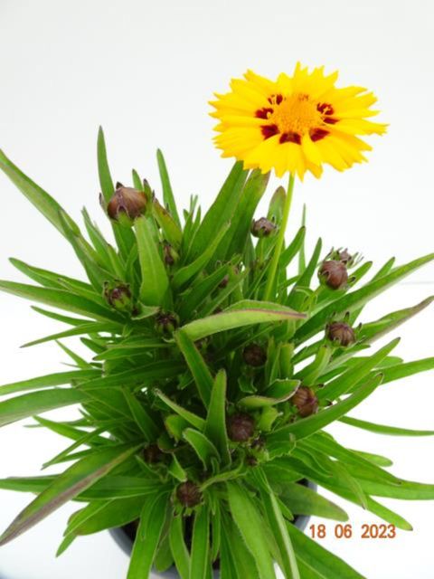 Coreopsis grandiflora 'Sunfire'