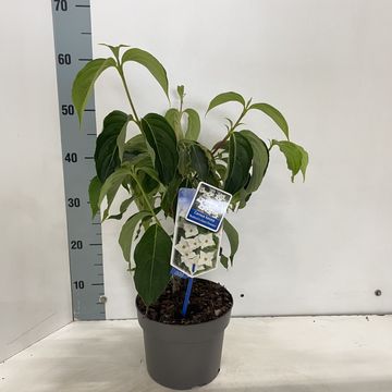 Cornus kousa 'Bultinck's Giant Flower'