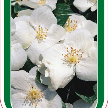 Philadelphus 'Starbright'