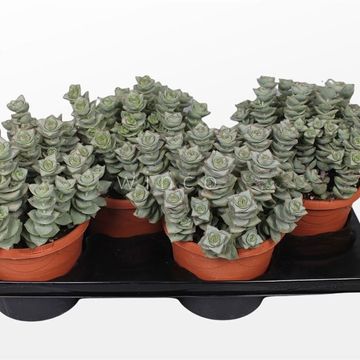 Crassula perforata 'Azul'