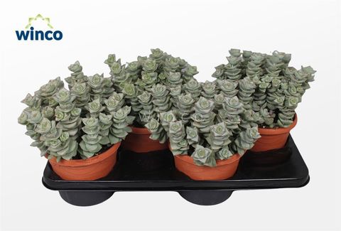 Crassula perforata 'Azul'