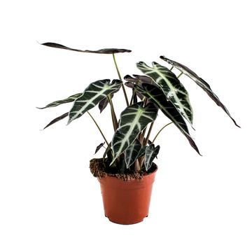 Alocasia BAMBINO ARROW