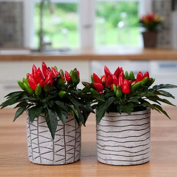 Capsicum annuum 'Salsa Dark Orange'