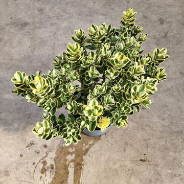 Hebe 'Delphine'