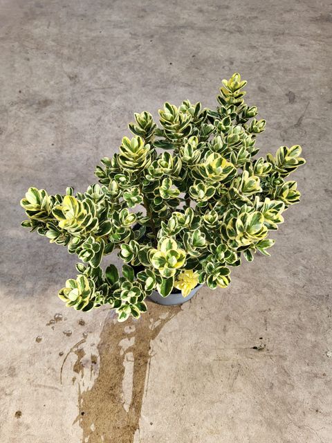 Hebe 'Delphine'