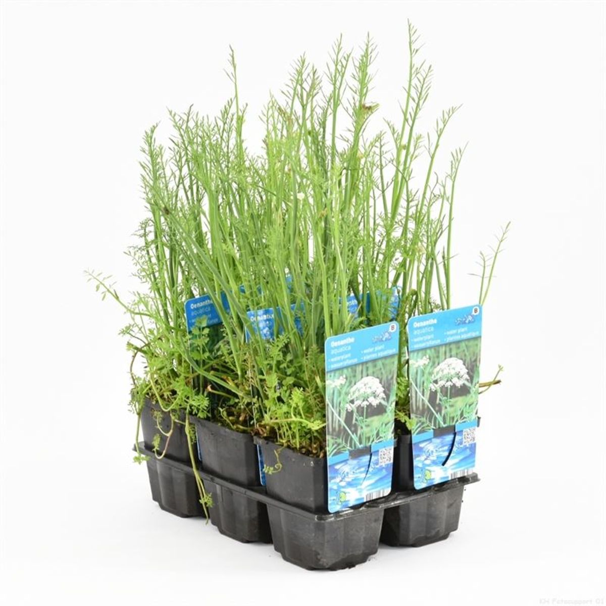 Oenanthe aquatica — Plant Wholesale FlorAccess