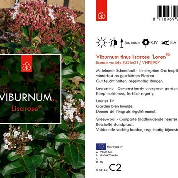 Viburnum tinus 'Lisarose'