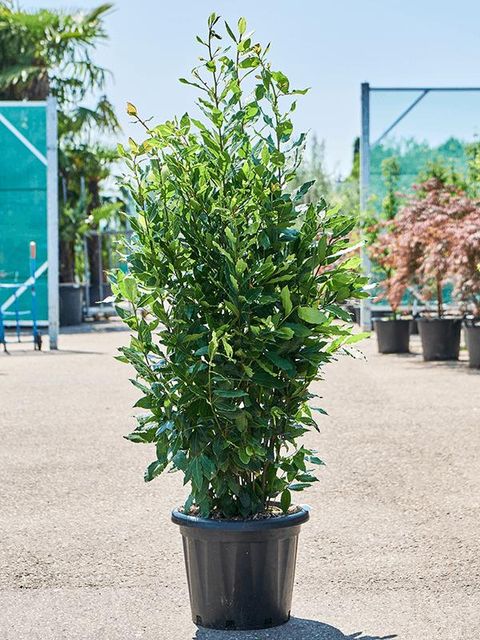 Laurus nobilis