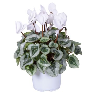 Cyclamen persicum SUPER SERIE REMBRANDT MIX